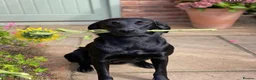 Labrador Retriever dogs for sale: KC Reg Health Tested Labrador Pups in Shipston-on-Stour - Advert 3