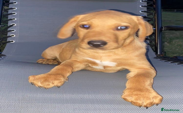 Labrador Retriever dogs - Advert 2