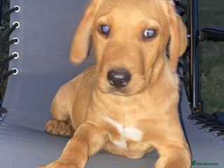 Labrador Retriever dogs - Advert 20