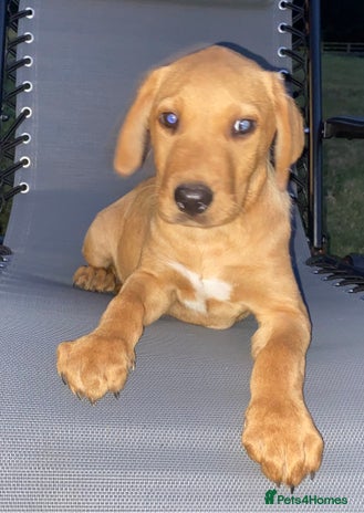 Labrador Retriever dogs - Advert 2