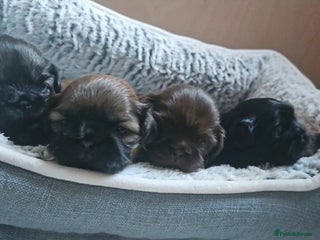 Shih Tzu dogs - Advert 2
