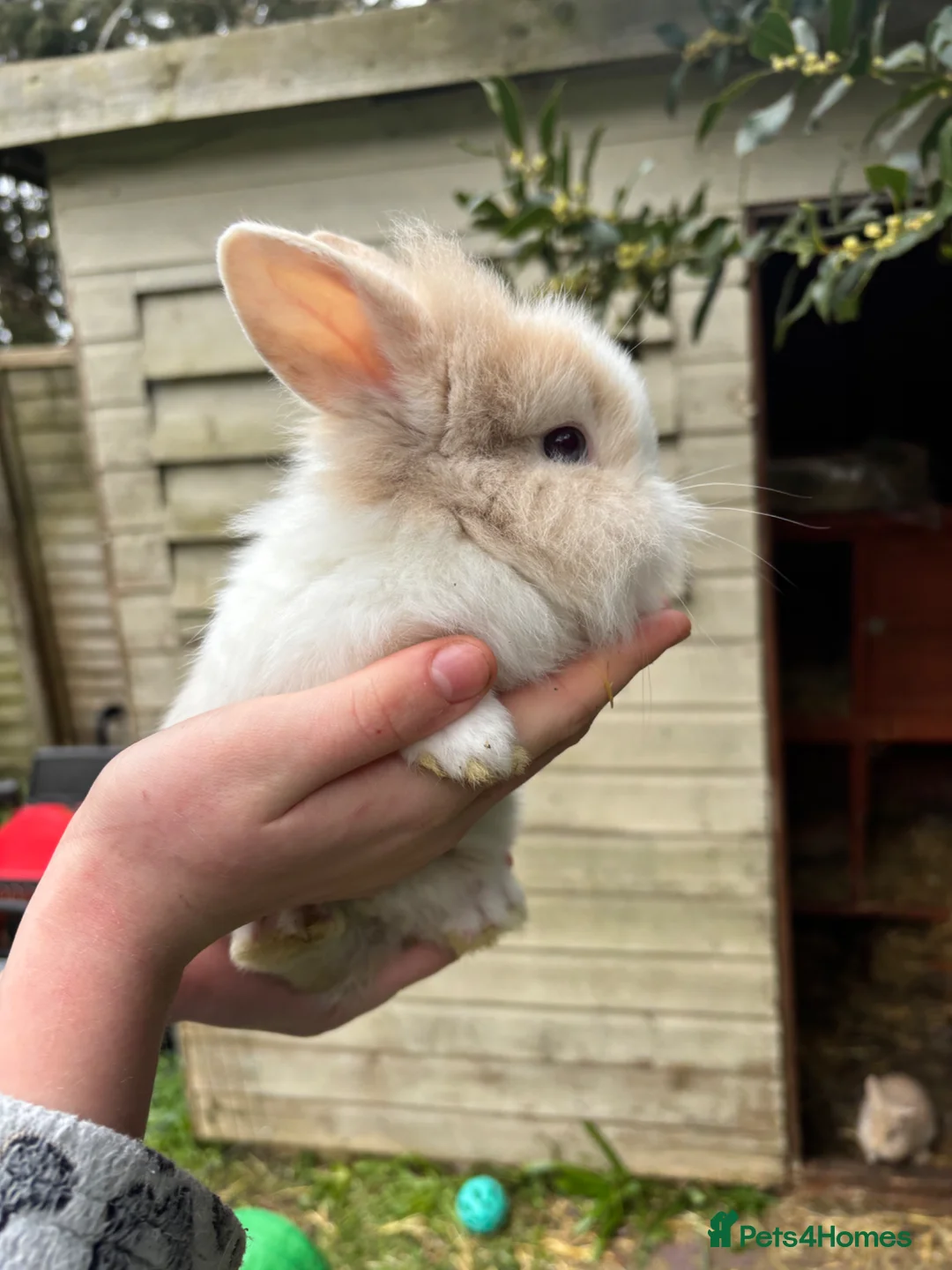 Lionhead rabbits for sale: Baby Lionhead rabbits in Poole - Advert 2