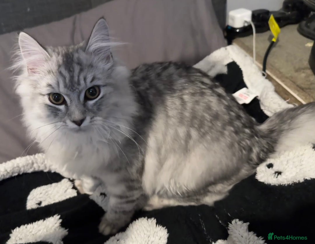 Scottish Fold cats for sale: Beautiful boy needs a new home - Image 5