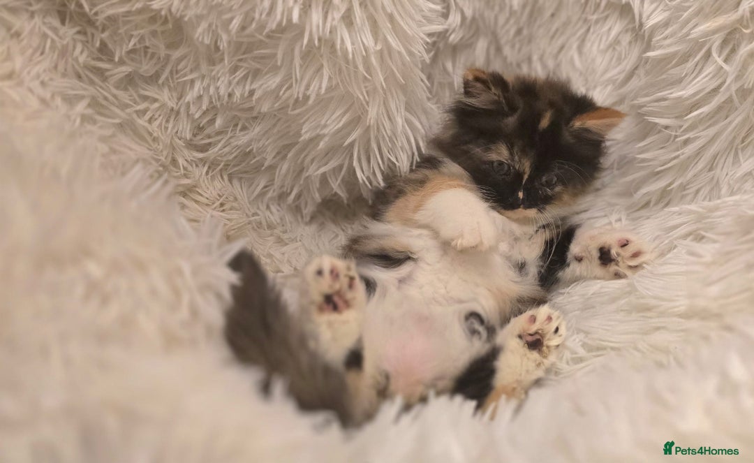 Maine Coon cats for sale: Stunning babies - Image 4