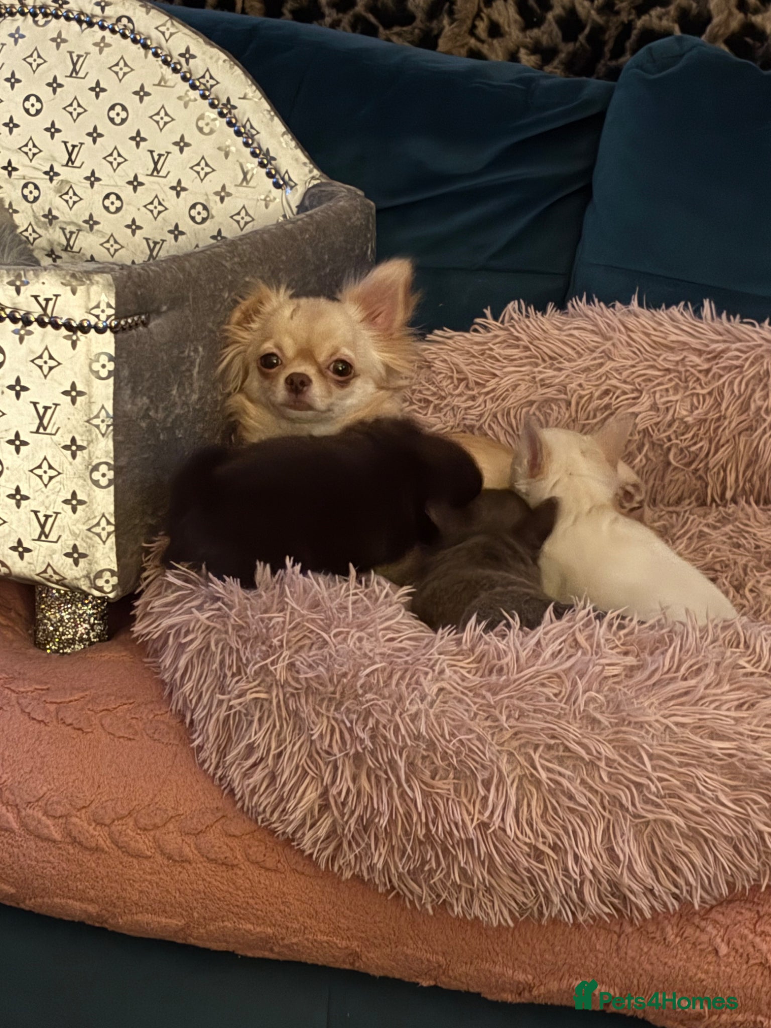 Chihuahua dogs Kc long coat chihuahua boys - Advert 1