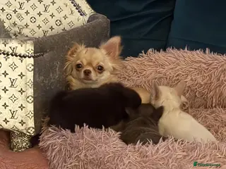 Chihuahua dogs for sale: Kc long coat chihuahua boys - Advert 1