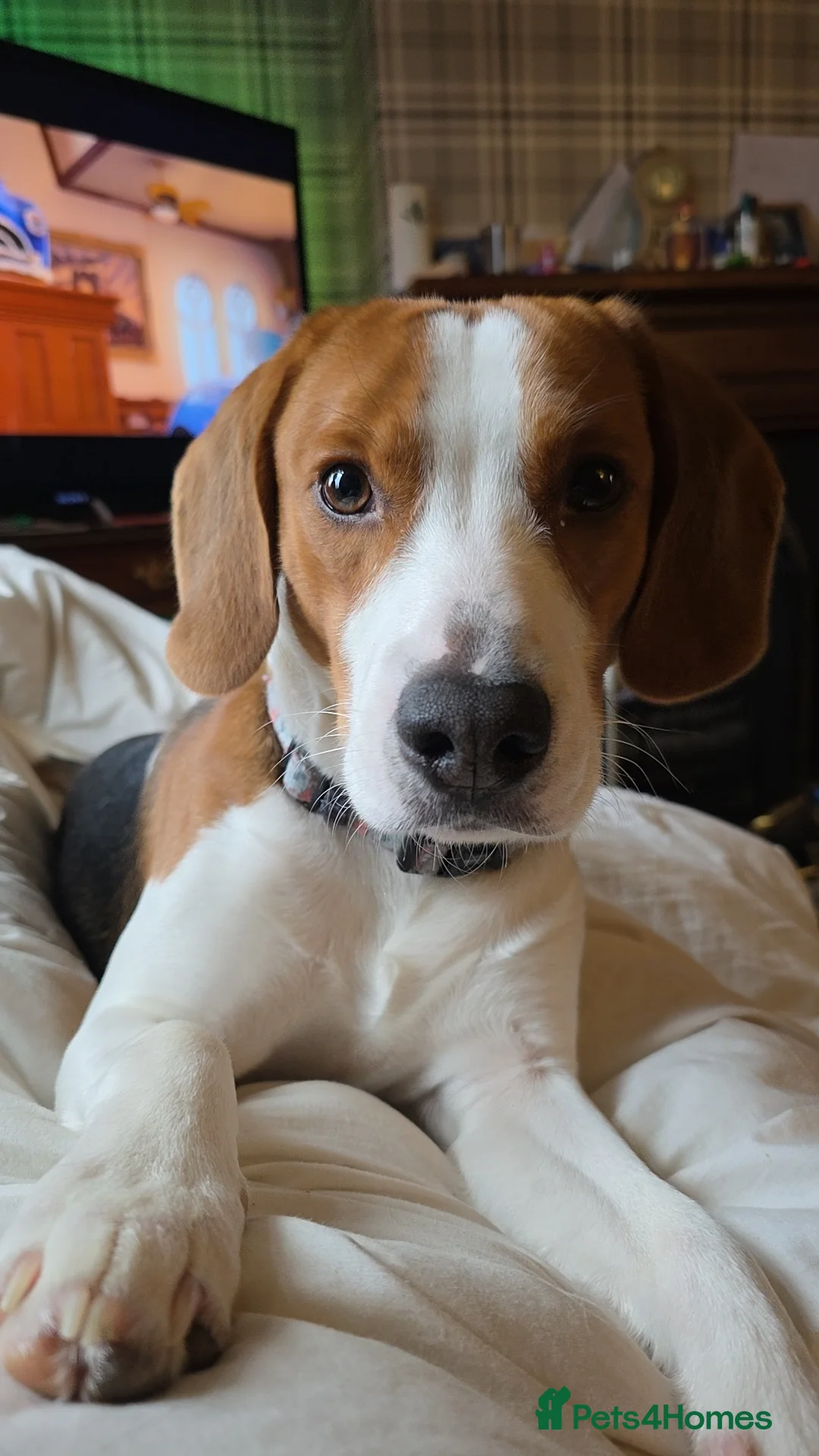 Mixed Breed dogs for sale: Spreagle puppies - Advert 6