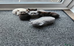 British Shorthair cats for sale: pure breed British shorthair - Image 10