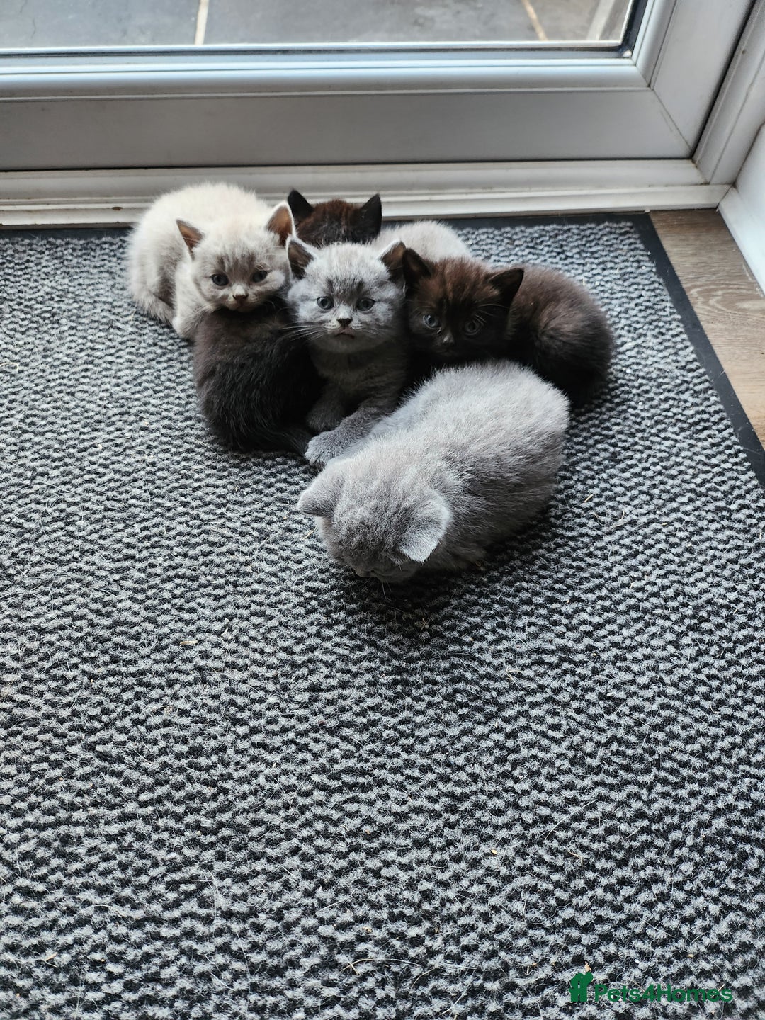 British Shorthair cats for sale: pure breed British shorthair - Image 10