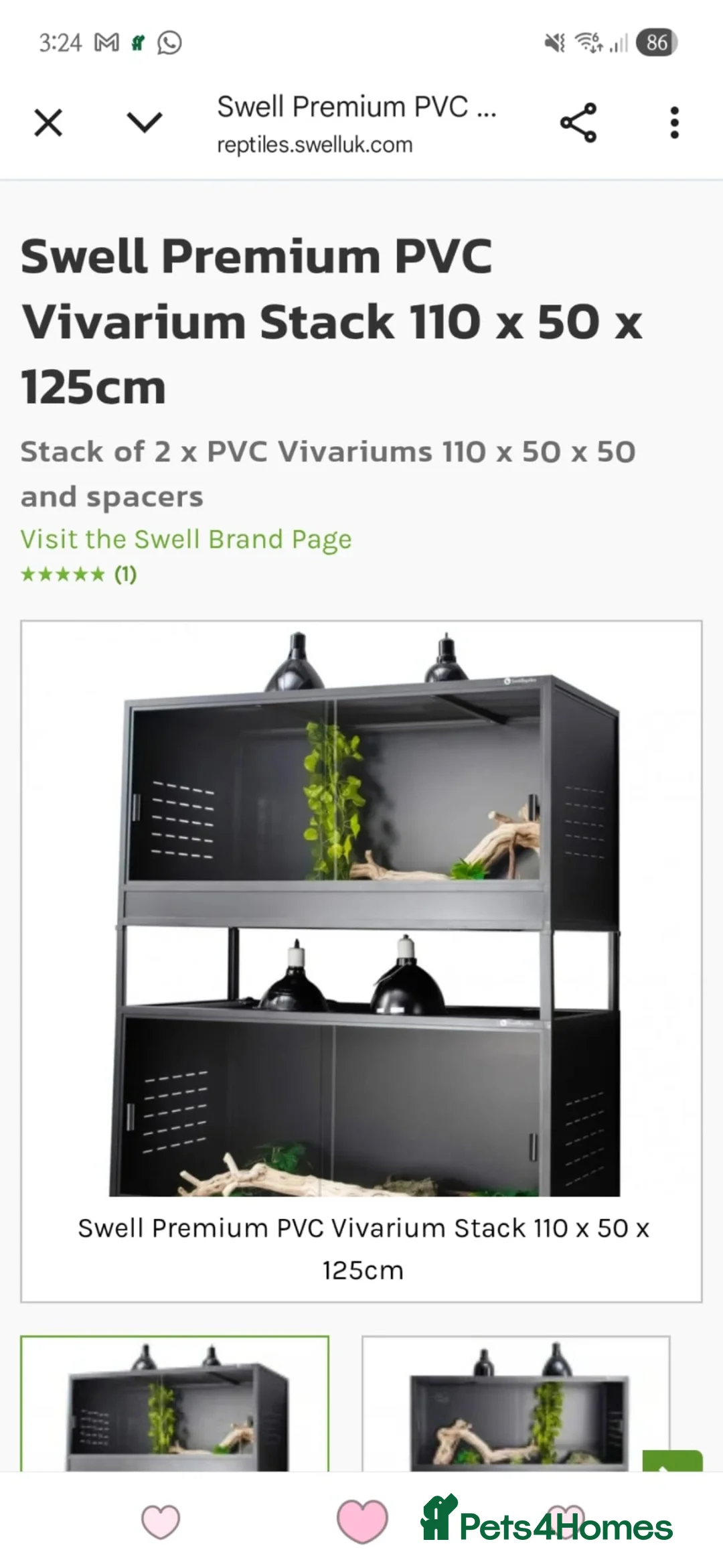 Leopard Gecko reptiles for sale: Two Leopard Geckos For sale in Blackwood - Advert 2