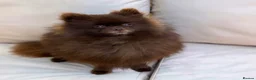 Pomeranian dogs for stud: CHAMPION PEDIGREE KC CHOCOLATE STUD  - Advert 3