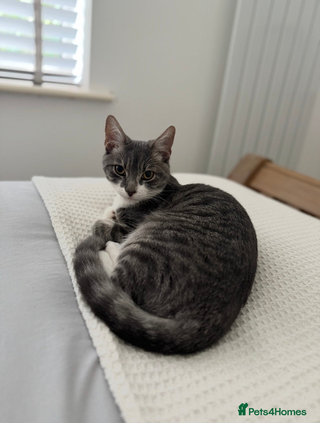 Mixed Breed cats for sale: 8 month old male cat for rehoming  - Advert 3