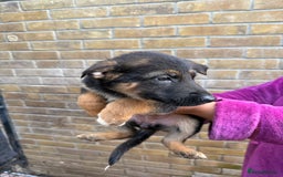 German Shepherd dogs for sale: German Shepherd Puppies for Sale  - Advert 6