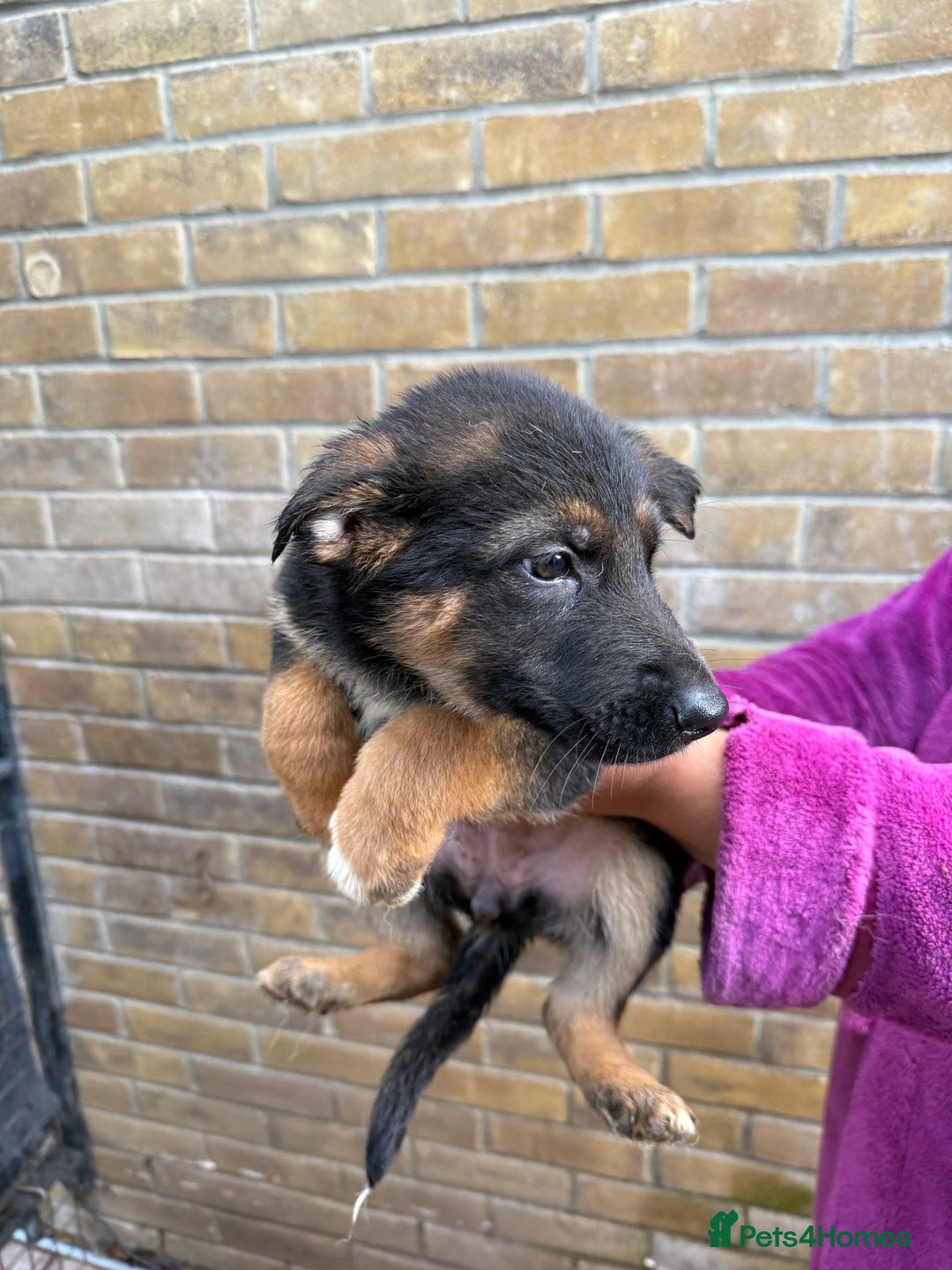 German Shepherd dogs for sale: German Shepherd Puppies for Sale  - Advert 6