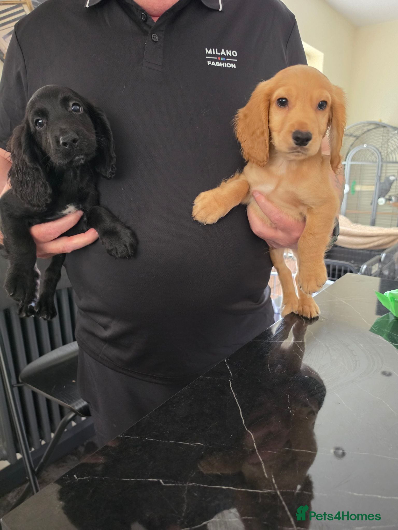 Cocker Spaniel dogs Cockerspaniel pups ready now quick sale - Advert 6