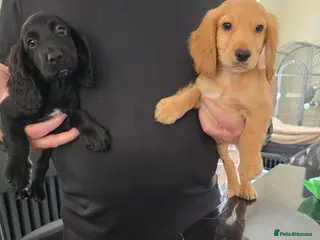 Cocker Spaniel dogs Cockerspaniel pups ready now quick sale - Advert 6