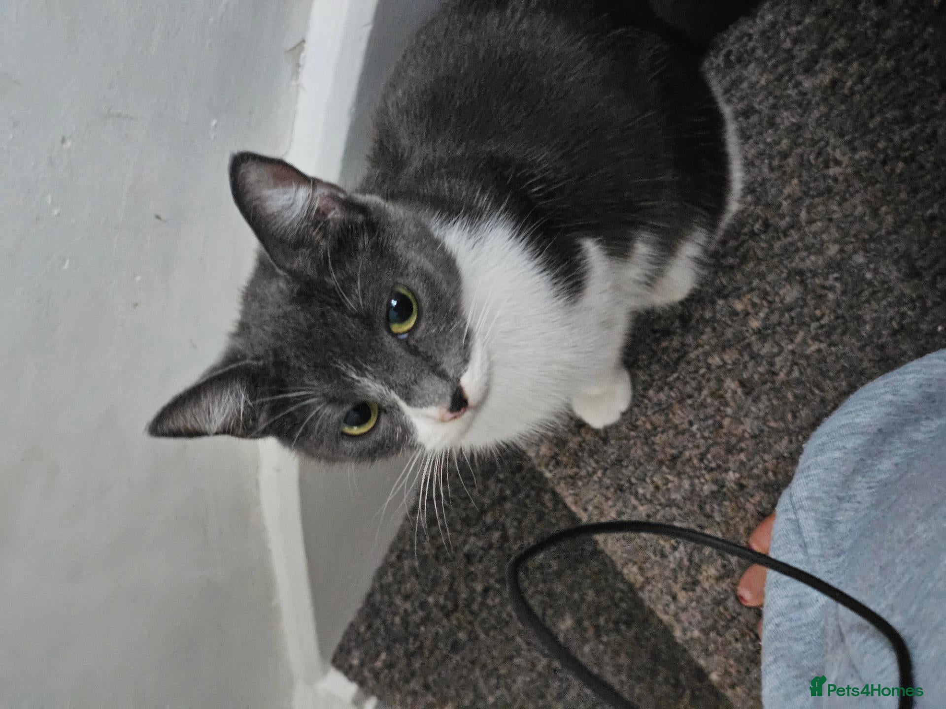 Mixed Breed cats Beautiful kitties  - Advert 8