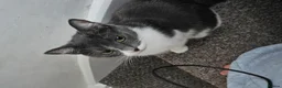 Mixed Breed cats for sale: Beautiful kitties  - Advert 1