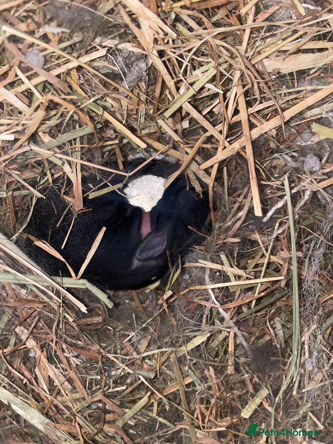 Mixed Breed rabbits for sale: 5 Rex/lionhead mix bunnies for sale - Advert 8