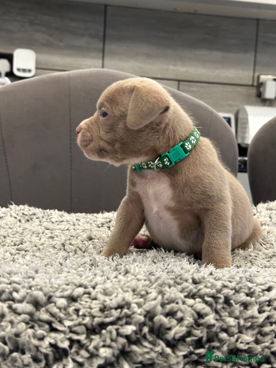American Bully dogs for sale: ABKC POCKET/MICRO BULLY PUPPIES IMPORT BLOODLINES - Advert 11