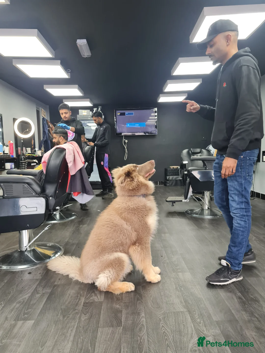 German Shepherd dogs for sale: Meet Sixty. Our Beautiful Isabella German Shepherd - Advert 17