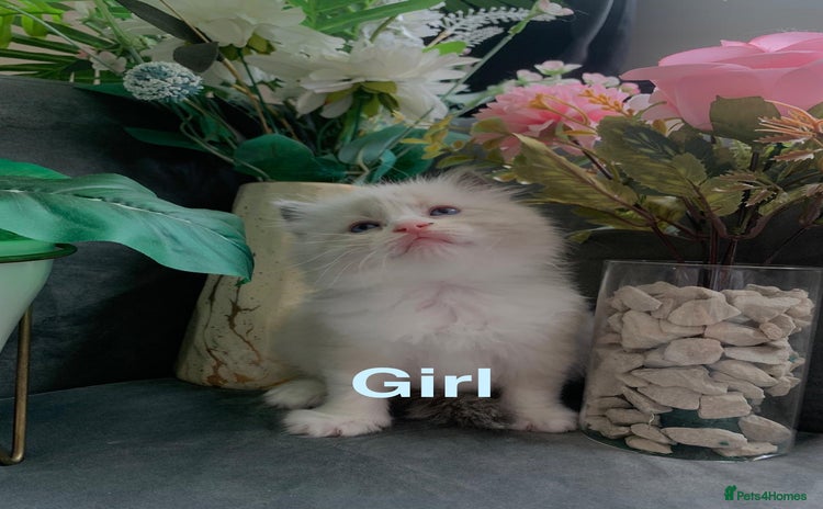 Ragdoll cats - Advert 11