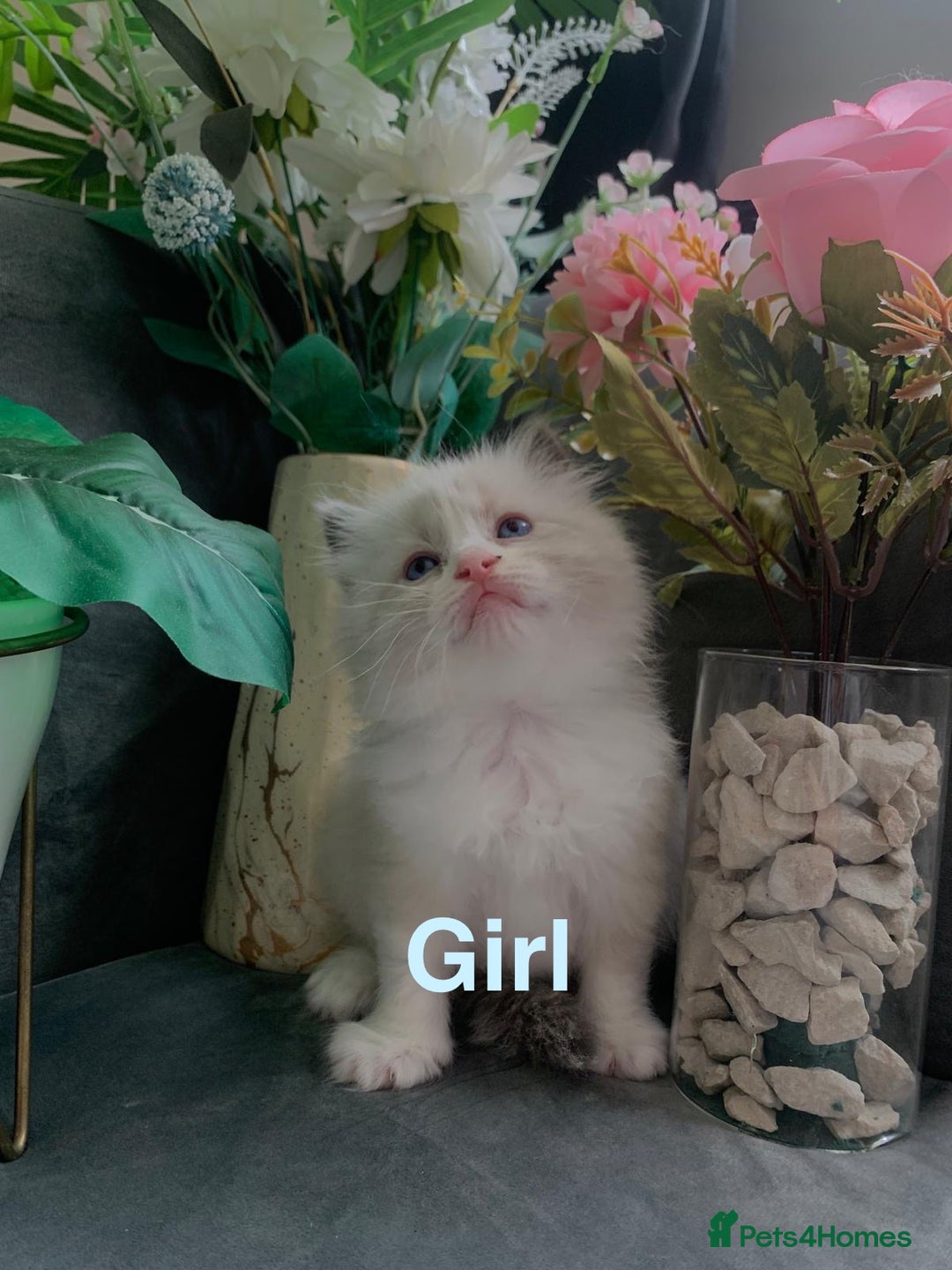 Ragdoll cats for sale: Pure Ragdoll kitten - Image 1