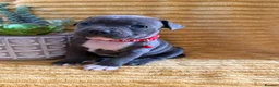 Staffordshire Bull Terrier dogs for sale: KC Blue Staffordshire bull terrier puppies  - Advert 8