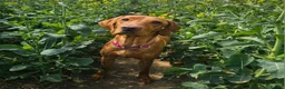 Labrador Retriever dogs for sale: Absolutely stunning kc registered fox red pups - Advert 22
