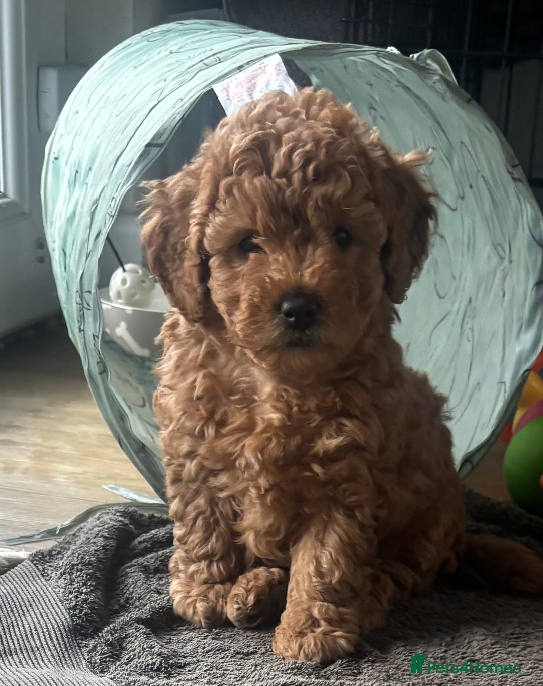 Cavapoo dogs for sale:  GORGEOUS EXTENSIVELY HEALTH TESTED TOY CAVAPOOS - Image 4