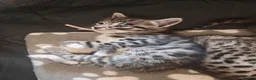 Bengal cats for sale: 1 Female Left!! Ready to leave Bengal Mix Kittens - Advert 15