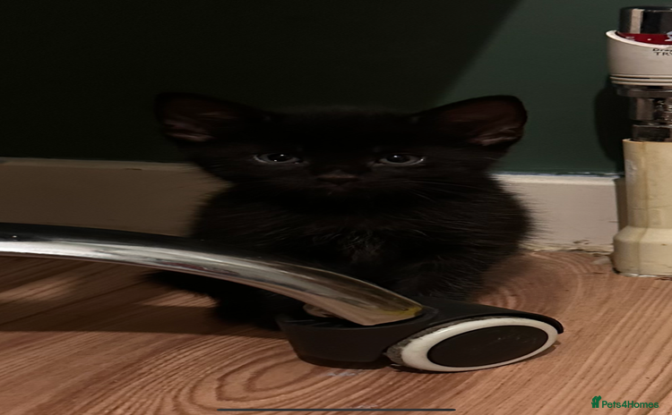 Domestic Shorthair cats - Advert 11