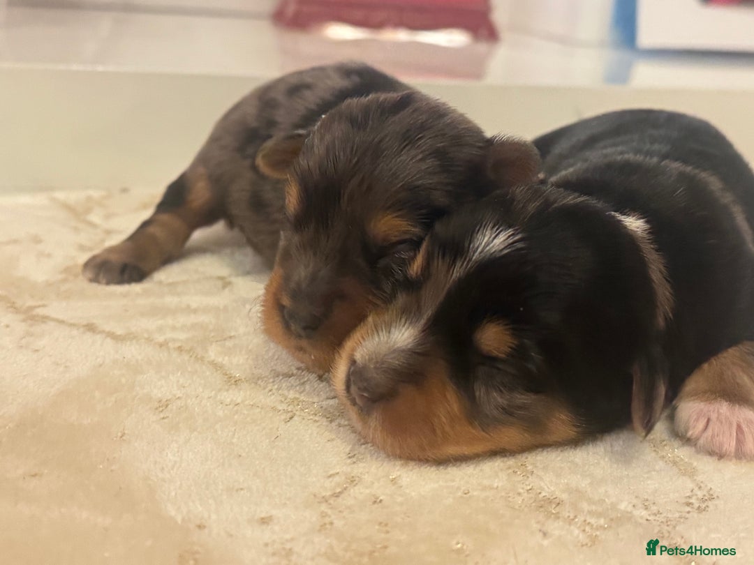 Yorkshire Terrier dogs for sale: Yorkshire terrier puppies  - Advert 5