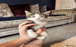 Mixed Breed cats for sale: Male kitten - Image 1