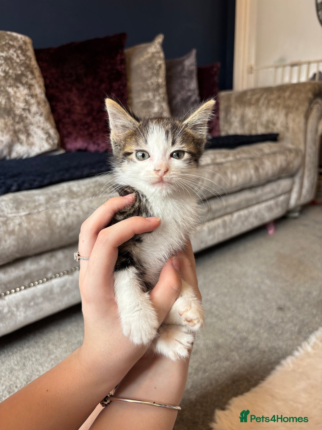Mixed Breed cats for sale: Male kitten - Image 1