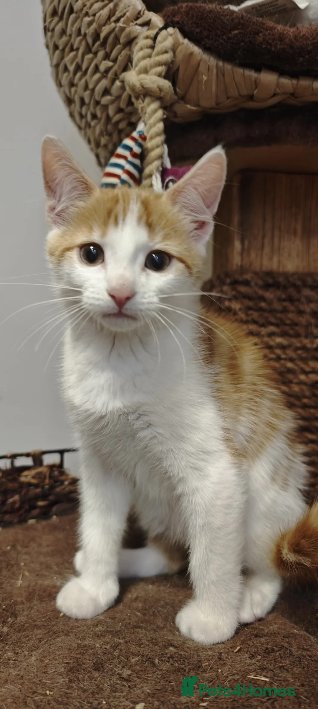 Mixed Breed cats for sale: kittens - mid-long hair black and white and ginger in Airdrie - Advert 2
