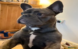 French Bulldog dogs for sale: Reggie the Blue Brindle Frenchie - Advert 4