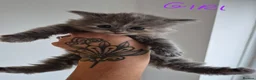 Exotic cats for sale: My Betty has a beautiful litter of kittens  - Advert 12