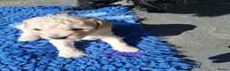 Toy Poodle dogs for sale: Gorgeous Toy Poodle Pups - Advert 5