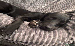 Labrador Retriever dogs for sale: Black Labrador girl  - Image 2
