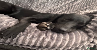 Labrador Retriever dogs - Advert 1