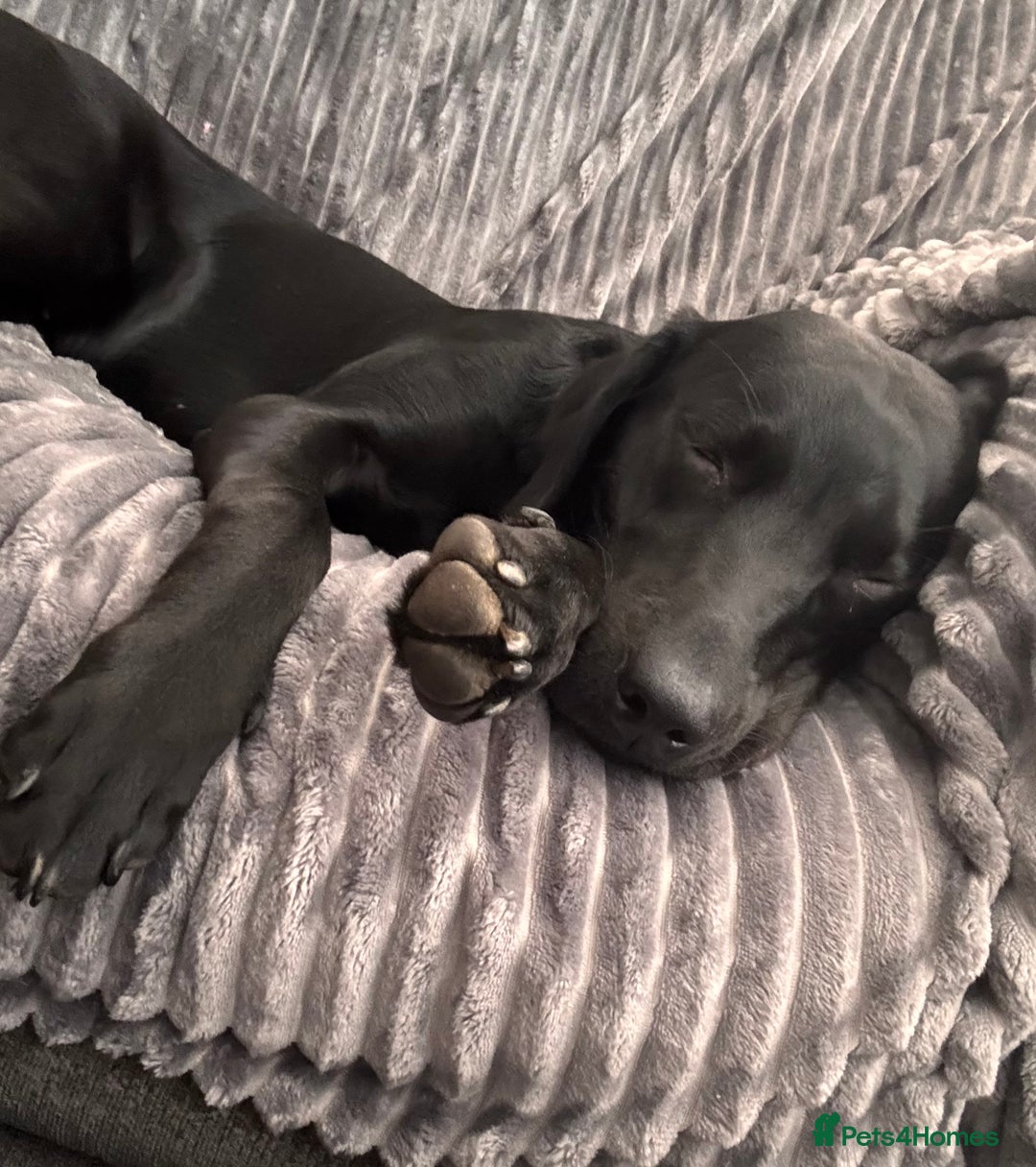 Labrador Retriever dogs for sale: Black Labrador girl  - Image 2