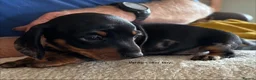 Miniature Dachshund dogs for sale: Gorgeous Litter of Miniature Dachshund Puppies - Advert 31