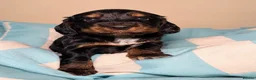 Cocker Spaniel dogs for sale: Stunning KC Show Cocker Spaniel - Advert 4