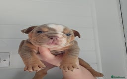 English Bulldog dogs for sale: Kc british bulldogs  - Image 25