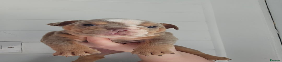 English Bulldog Puppy 8