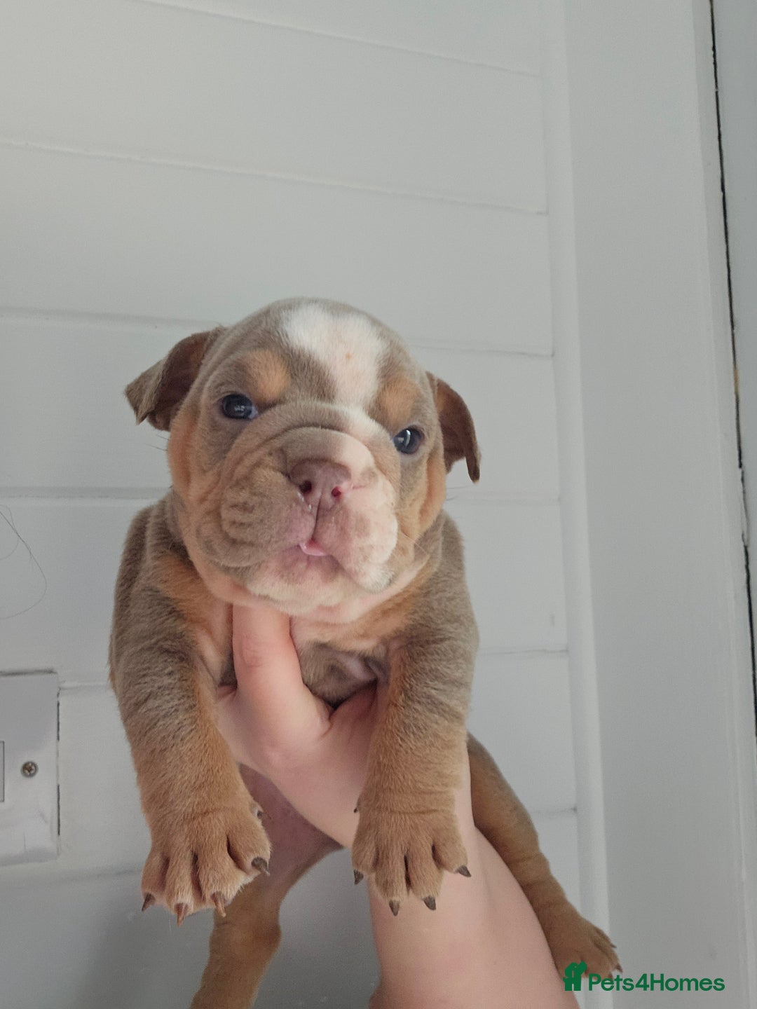 English Bulldog dogs for sale: Kc british bulldogs  - Image 25