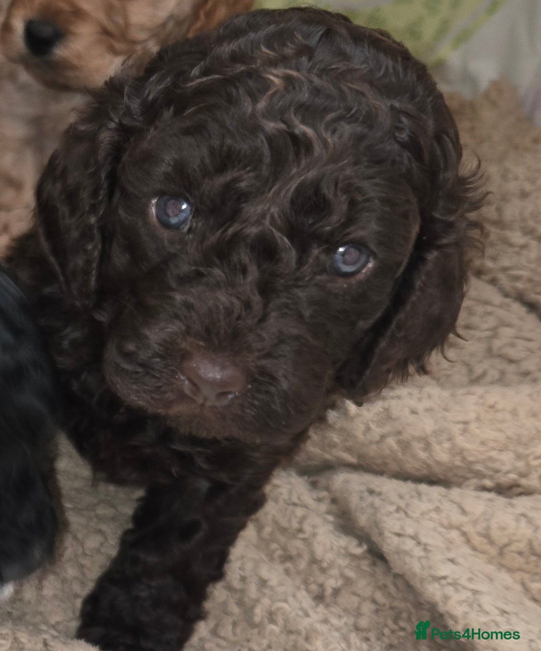 Cavapoo dogs for sale: Teddy bear cavapoo  - Advert 29