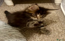 Maine Coon cats for sale: GCCF reg Maine Coon Kittens Stunning Tabby litter - Image 16