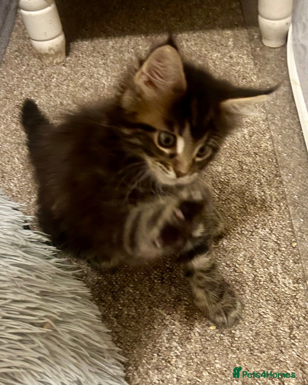 Maine Coon cats for sale: GCCF reg Maine Coon Kittens Stunning Tabby litter - Image 16